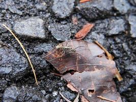 photo macro d'une fourmi sur l'asphalte noir