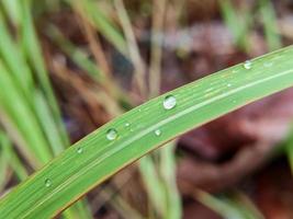 gouttes de pluie sur les feuilles de mauvaises herbes vertes photo