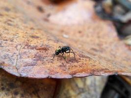 photo macro d'une fourmi noire avec un ventre doré sur une feuille sèche, mise au point sélective