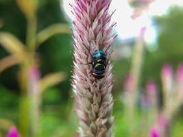 Mouche verte perchée sur une fleur d'épinard boroco photo