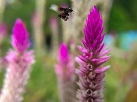 une abeille plébéienne vole et atterrit sur une fleur d'épinard boroco photo