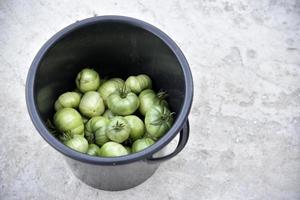 belles tomates vertes dans un seau noir l'après-midi sur fond gris. récolter des tomates vertes dans le jardin d'été. photo