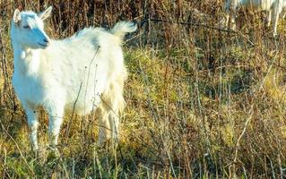 chèvre mangeant de l'herbe desséchée, bétail dans un pâturage. chèvre blanche. bétail dans une ferme du village. bétail dans une ferme du village. photo