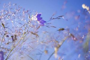 cloches lilas sur le terrain, sur fond d'herbe pourrie photo