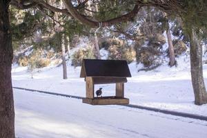 la mésange mange des graines de tournesol dans la mangeoire en hiver photo