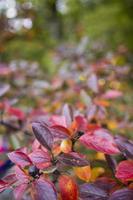 fond d'automne lumineux feuilles et fruits de buisson d'aronia photo