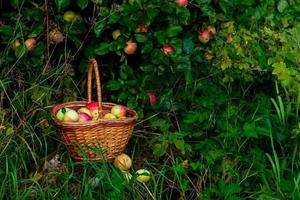 pommes rouges et vertes fraîchement cueillies dans le panier sur l'herbe verte. photo