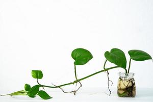 décor de plante d'intérieur sur fond blanc isolé. floral tropical pour l'intérieur de la maison au design minimaliste photo