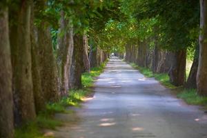 route de campagne dans une allée d'arbres photo