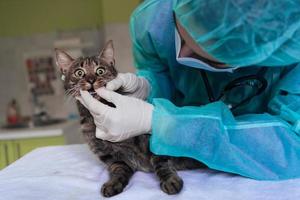 équipe vétérinaire pour traiter les chats malades, maintenir le concept de santé animale, hôpital pour animaux photo