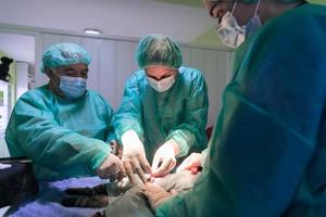 véritable chirurgie abdominale sur un chat en milieu hospitalier photo