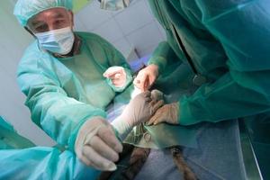 véritable chirurgie abdominale sur un chat en milieu hospitalier photo