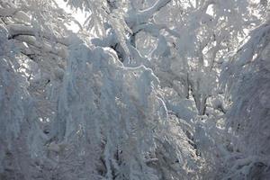 neige fraîche sur les branches photo