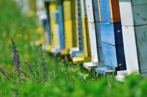 maison d'abeilles au pré photo