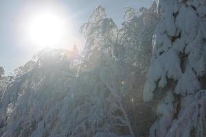 neige fraîche sur les branches photo