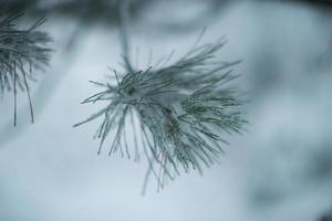 pin à feuilles persistantes de noël recouvert de neige fraîche photo