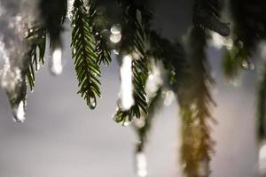 pin à feuilles persistantes de noël recouvert de neige fraîche photo