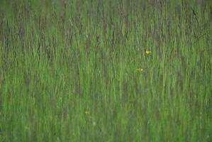 texture de l'herbe verte photo