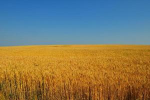 champ de blé avec un ciel bleu en arrière-plan photo