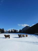 vache d'hiver photo