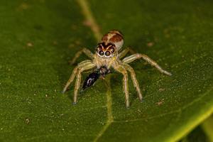 petite araignée sauteuse photo