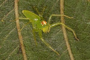 Araignée sauteuse verte translucide femelle adulte photo