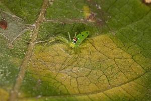 Araignée sauteuse verte translucide mâle adulte photo