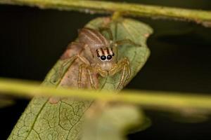 petite araignée sauteuse mâle photo