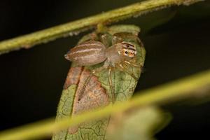 petite araignée sauteuse mâle photo