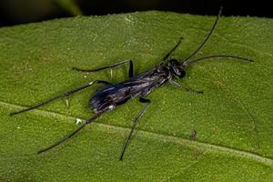 guêpe araignée adulte photo