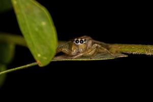 petite araignée sauteuse mâle photo