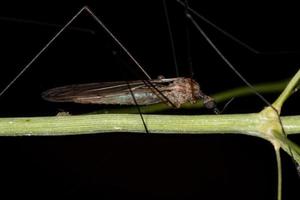 mouche de la grue limonide adulte photo