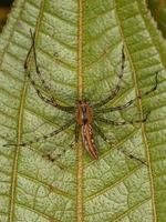 araignée lynx mâle adulte photo