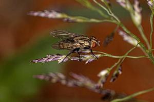 mouche de la chair adulte photo