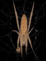 orbweaver typique adulte femelle photo