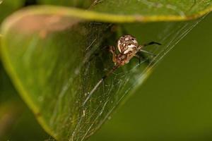 petite araignée veuve brune femelle photo