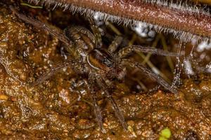 Araignée-loup aquatique sur l'eau photo