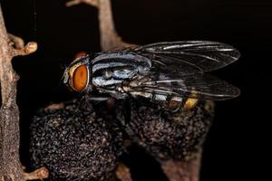 mouche de la chair adulte photo