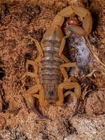 scorpion jaune brésilien femelle adulte photo