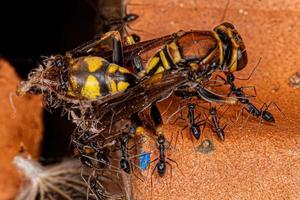 fourmis folles longhorn s'attaquant à une guêpe à papier panachée photo