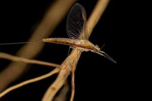 insecte éphémère femelle adulte photo