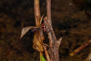 coccinelle adulte photo