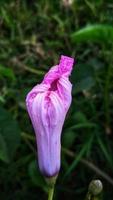 belles fleurs dans le jardin photo