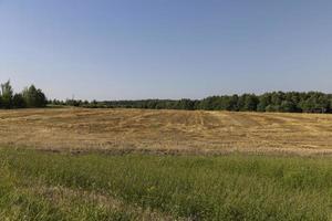 un champ avec des céréales en été photo