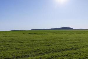 champ avec de l'herbe pour la récolte du fourrage pour les vaches photo