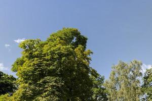 une variété d'arbres qui poussent dans le parc photo