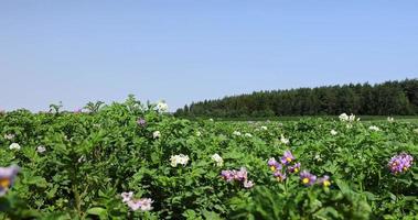 buissons de pommes de terre vertes dans le champ photo