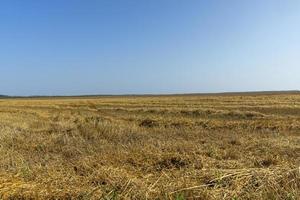 un champ avec des céréales en été photo