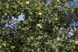 récolte de pommes dans le verger de pommiers photo