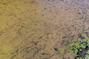 terrain marécageux avec des plantes en été photo